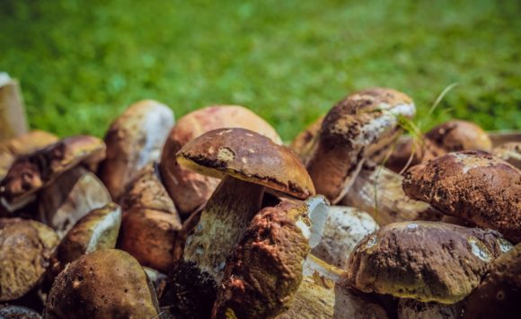 Serata Porcini con degustazione vini- mercoledì 23 settembre 2020